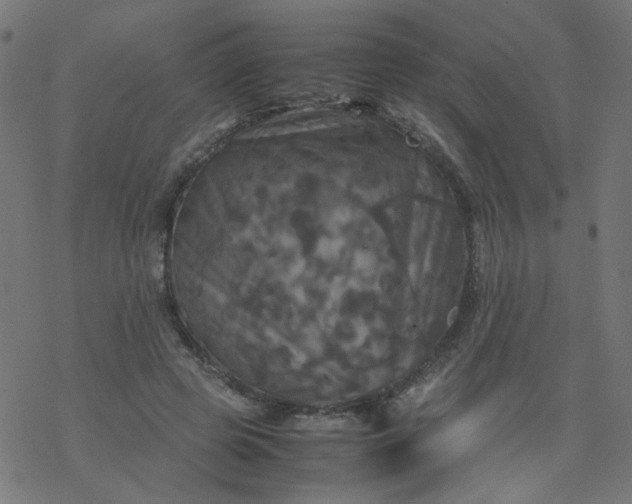 X0000077360545200611031849