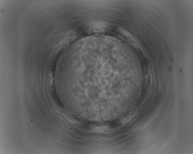 X0000077360555200611031849