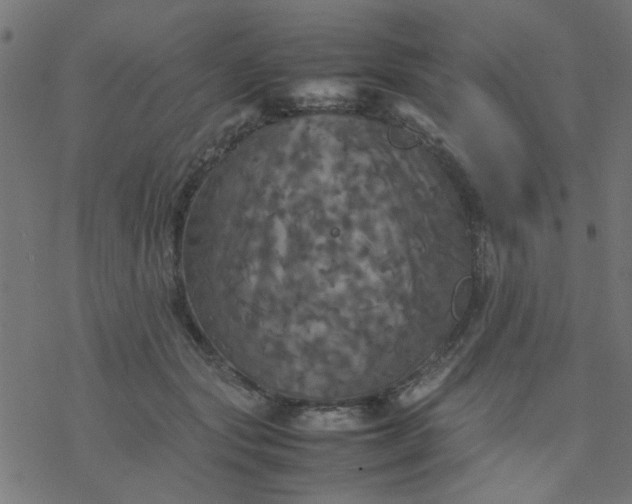 X0000077360557200611031849