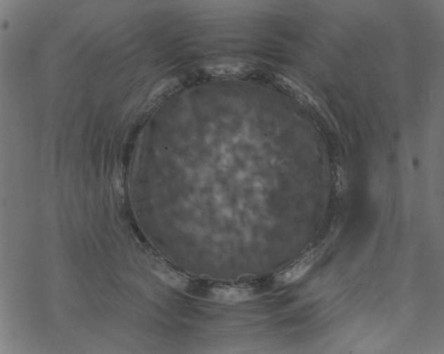 X0000077360561200611031849