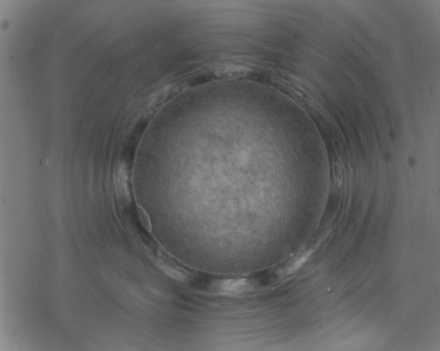 X0000077360575200611031849