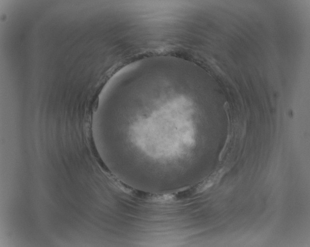 X0000077360576200611031849