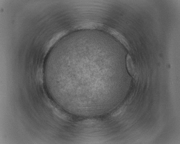 X0000077360578200611031848