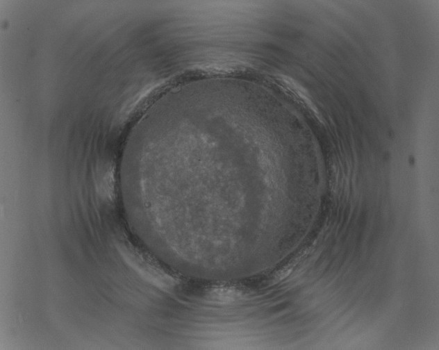 X0000077360596200611031848