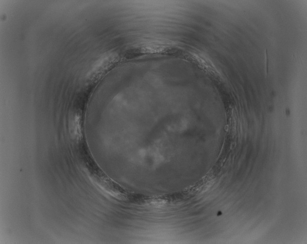 X0000077360598200611031848