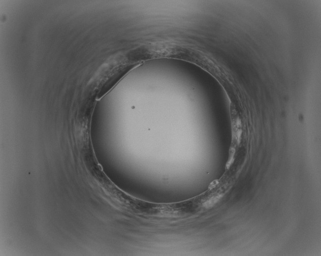 X0000077360601200611031848