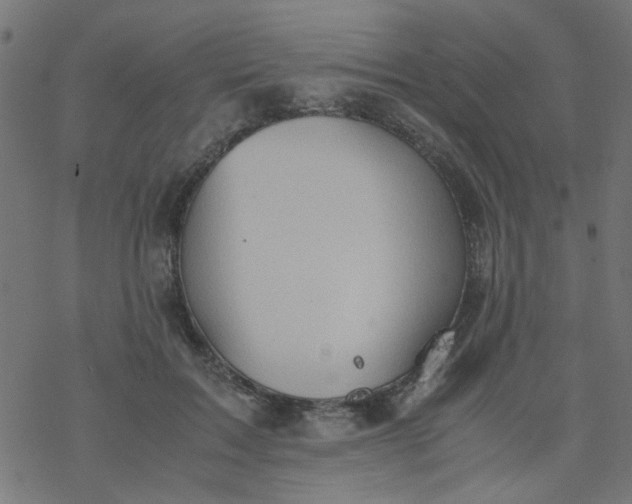 X0000077360603200611031848