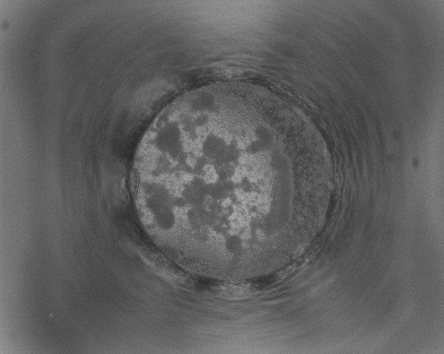 X0000077360615200611031848