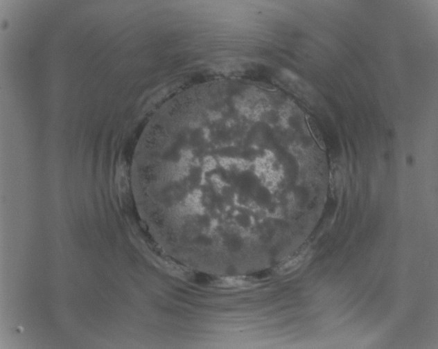 X0000077360623200611031848