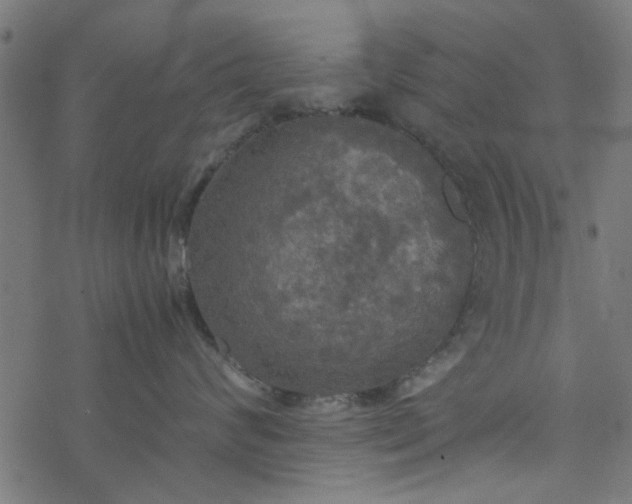 X0000077360624200611031848