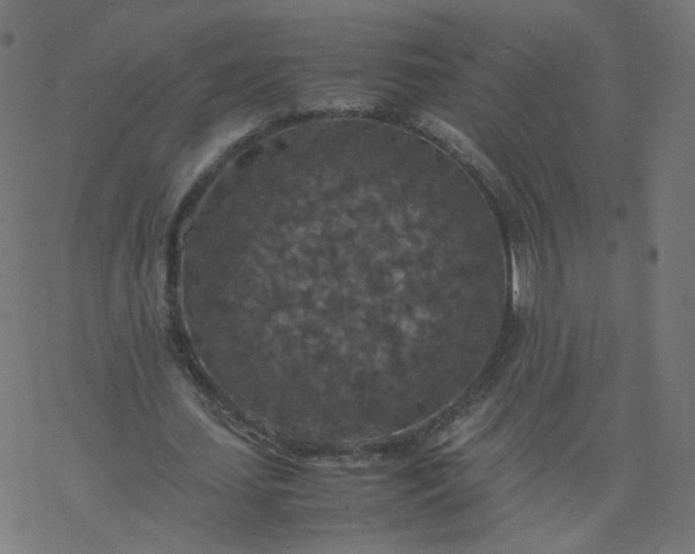 X0000077360627200611031847