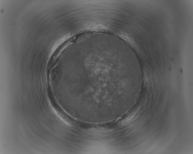 X0000077360630200611031847