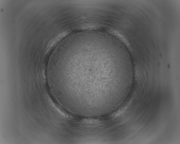 X0000077360633200611031847