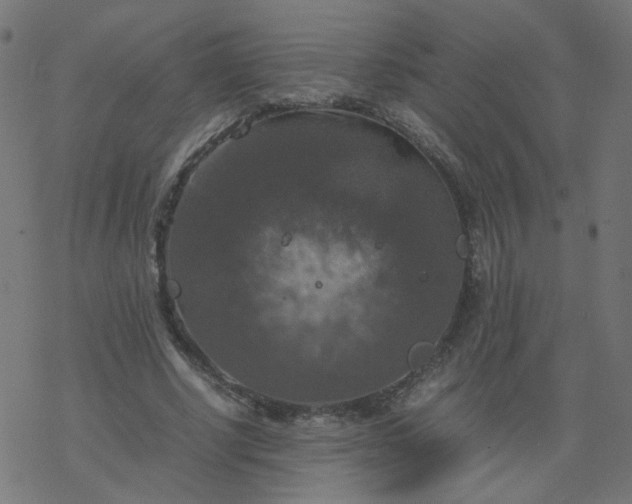 X0000077360634200611031847