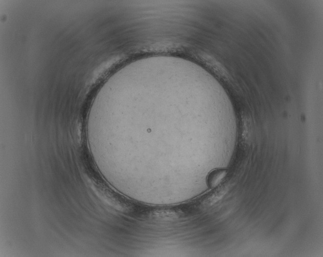 X0000077360636200611031847