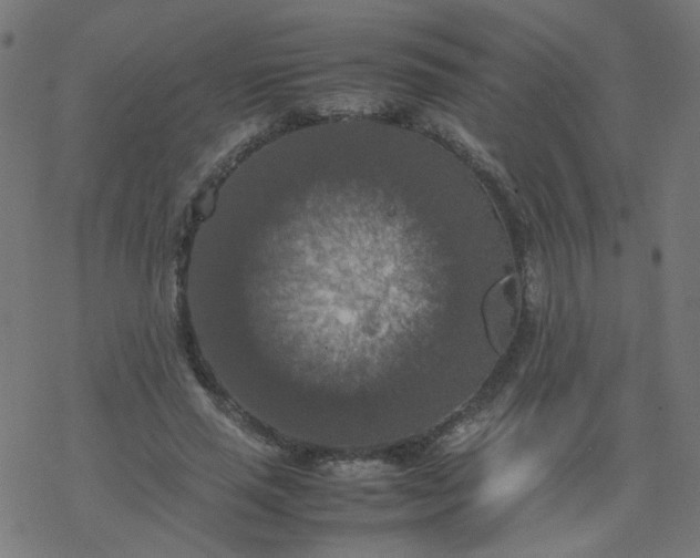 X0000077360637200611031847