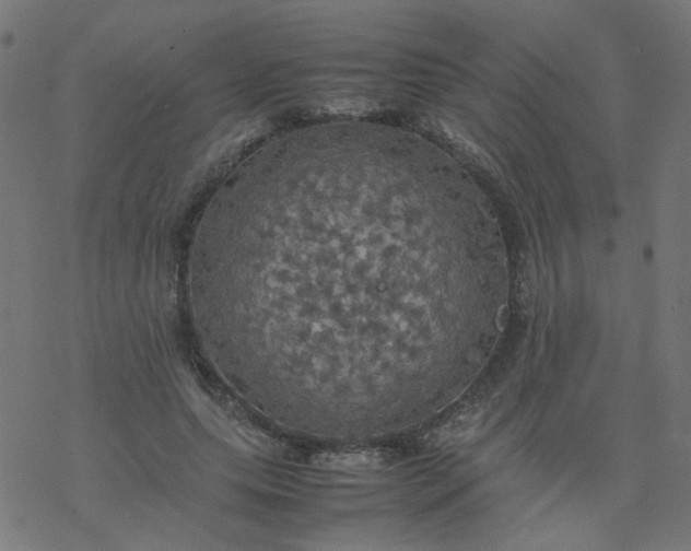 X0000077360639200611031847