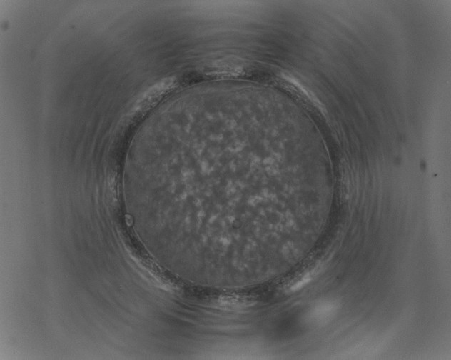 X0000077360641200611031847