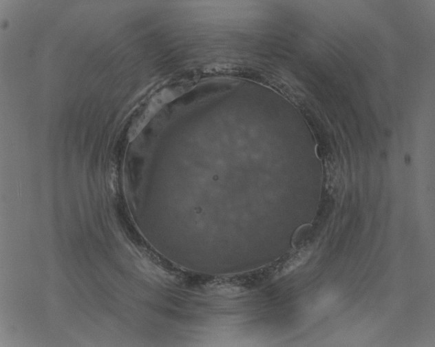 X0000077360648200611031847