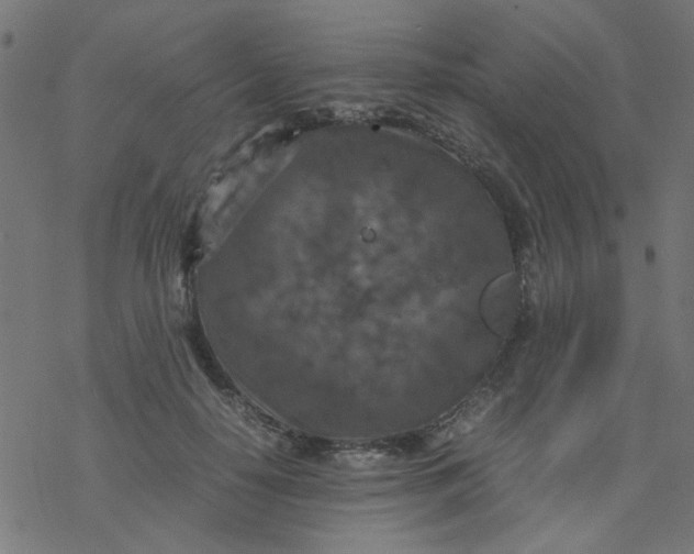 X0000077360650200611031847