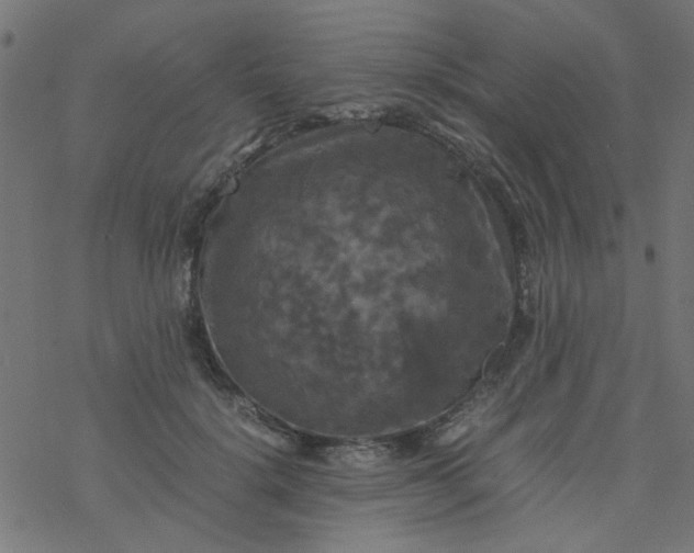 X0000077360652200611031847