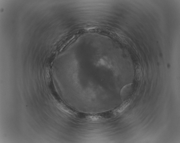 X0000077360654200611031847