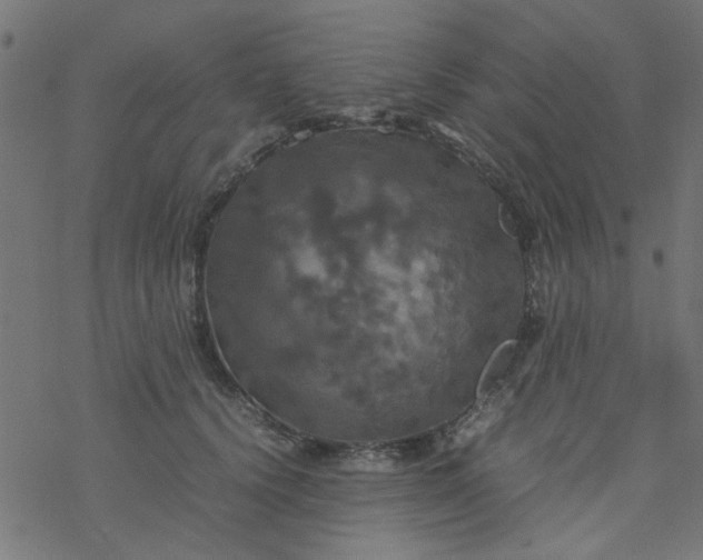 X0000077360656200611031847