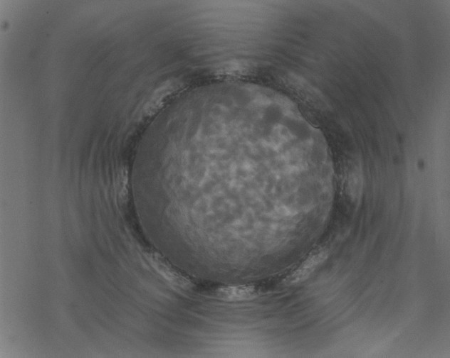 X0000077360660200611031847