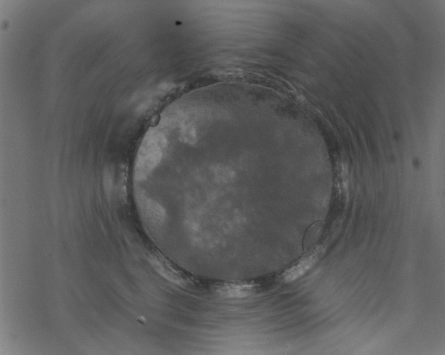 X0000077360664200611031847