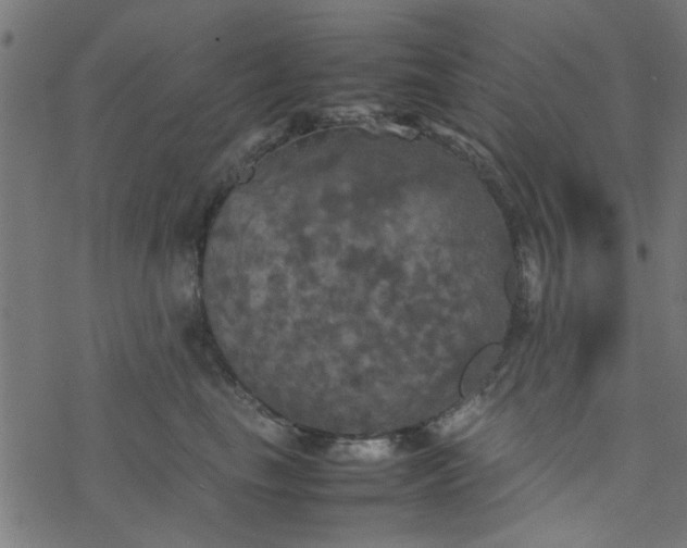 X0000077360665200611031847