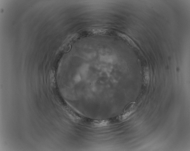 X0000077360667200611031847