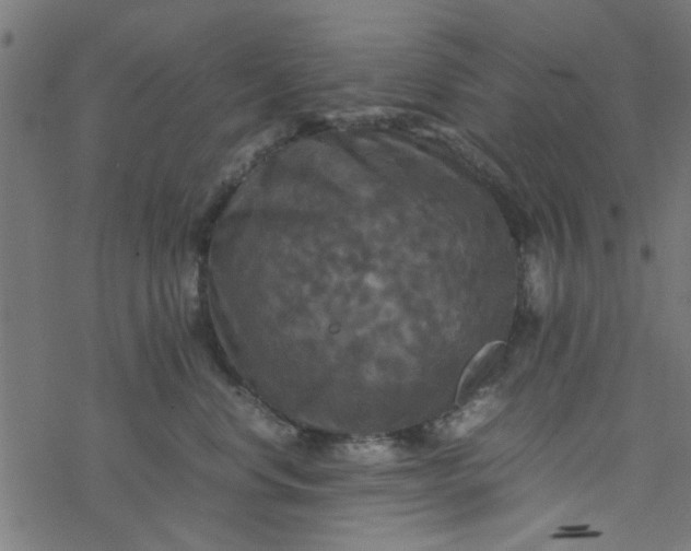 X0000077360668200611031847