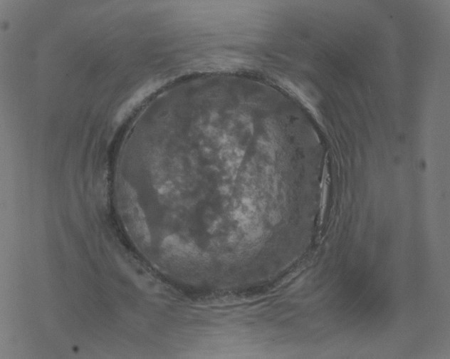 X0000077360675200611031847