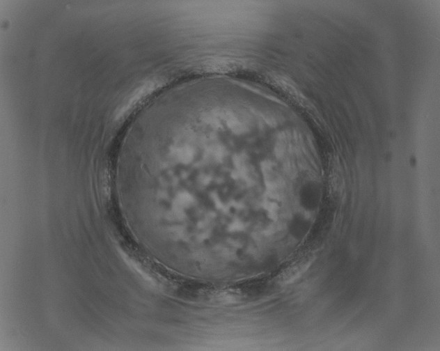 X0000077360683200611031847