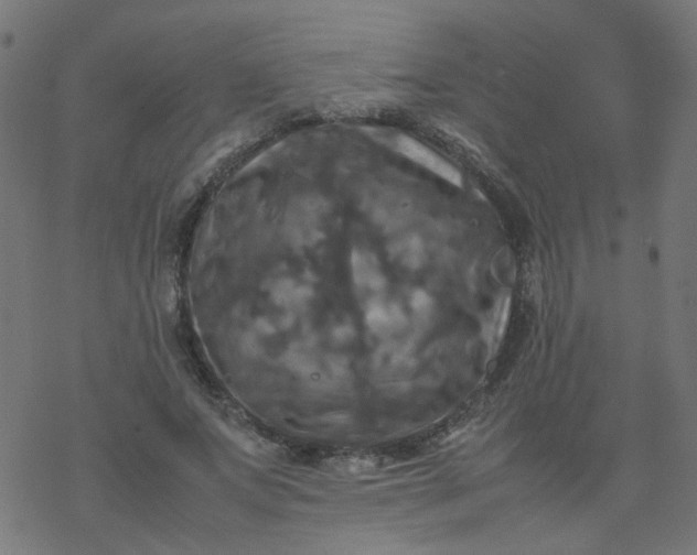 X0000077360687200611031847