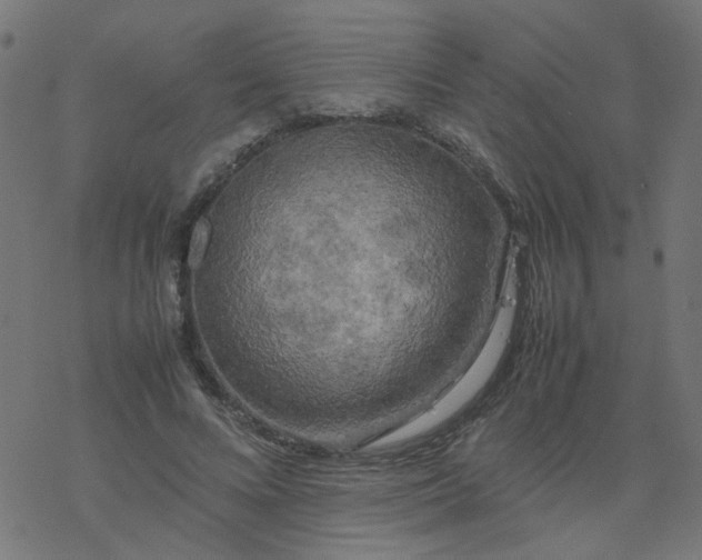 X0000077360688200611031847