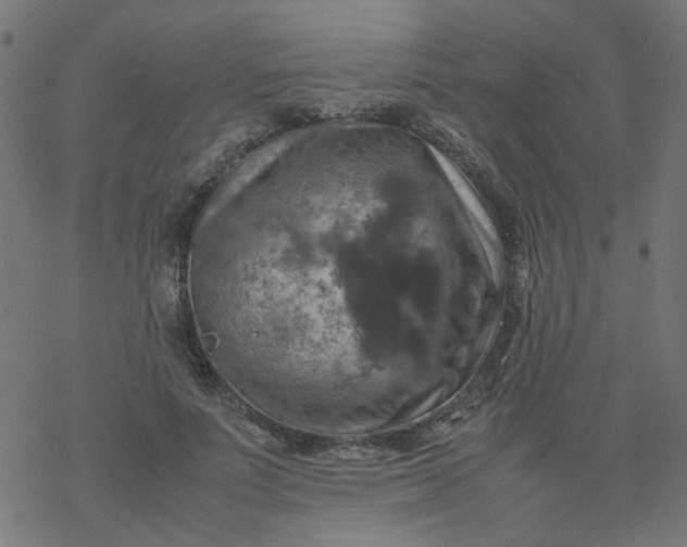 X0000077360691200611031846