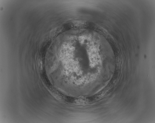 X0000077360703200611031846