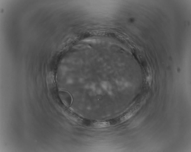 X0000077360711200611031846