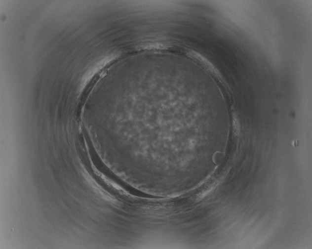 X0000077360725200611031845