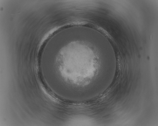 X0000077360726200611031845