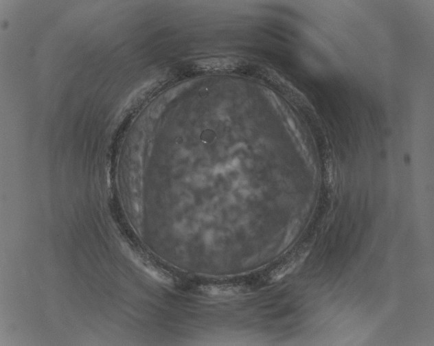 X0000077360733200611031845