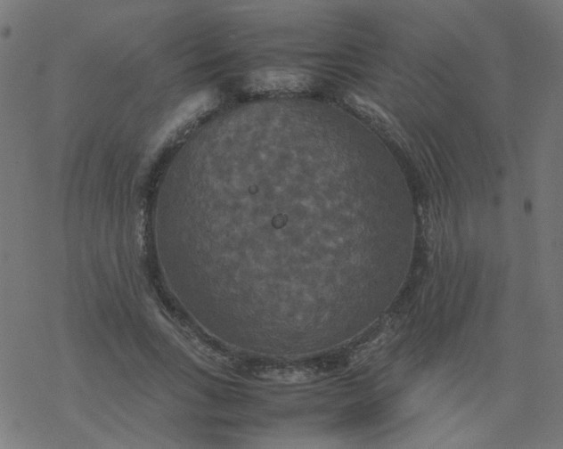 X0000077360735200611031845