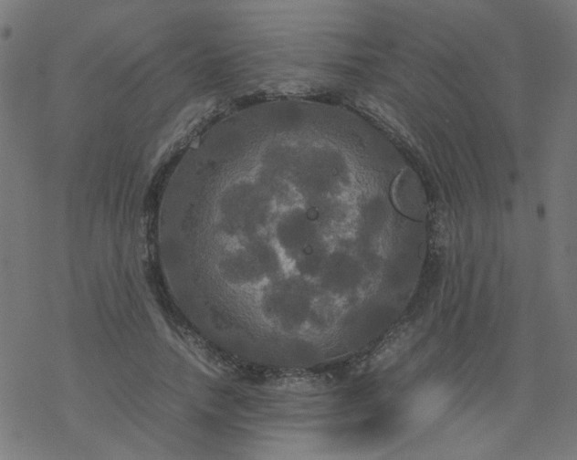 X0000077360738200611031845