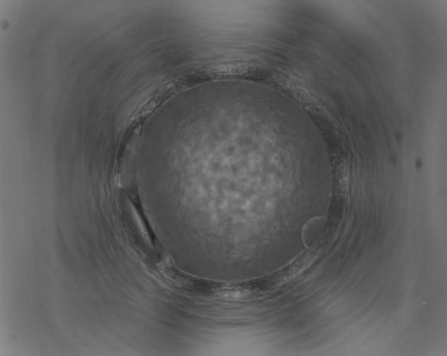 X0000077360746200611031846