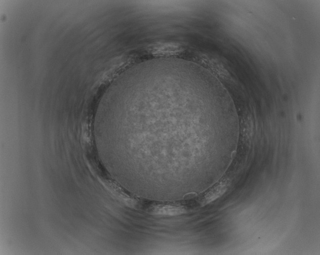 X0000077360755200611031846