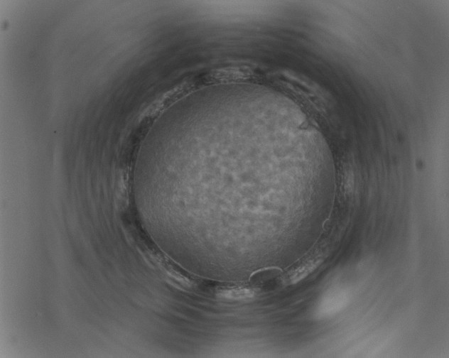 X0000077360759200611031846