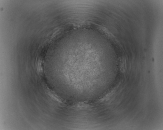 X0000077360770200611031845