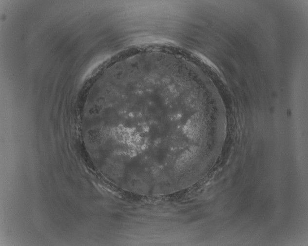 X0000077360775200611031845