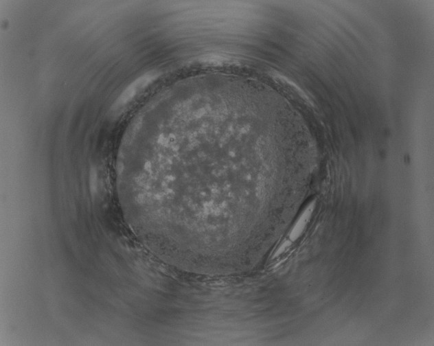 X0000077360776200611031845